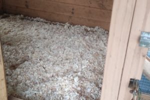 R_Hutch_sawdust (Small)